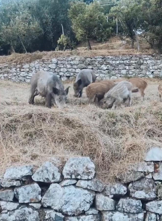 Locanda Agrogallo Carro Εξωτερικό φωτογραφία